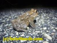 /home//u458753944/public_html/sourcegallery////Roxborough Toad Detour/2013-2019/2014/2014-04-07/P1140906.JPG